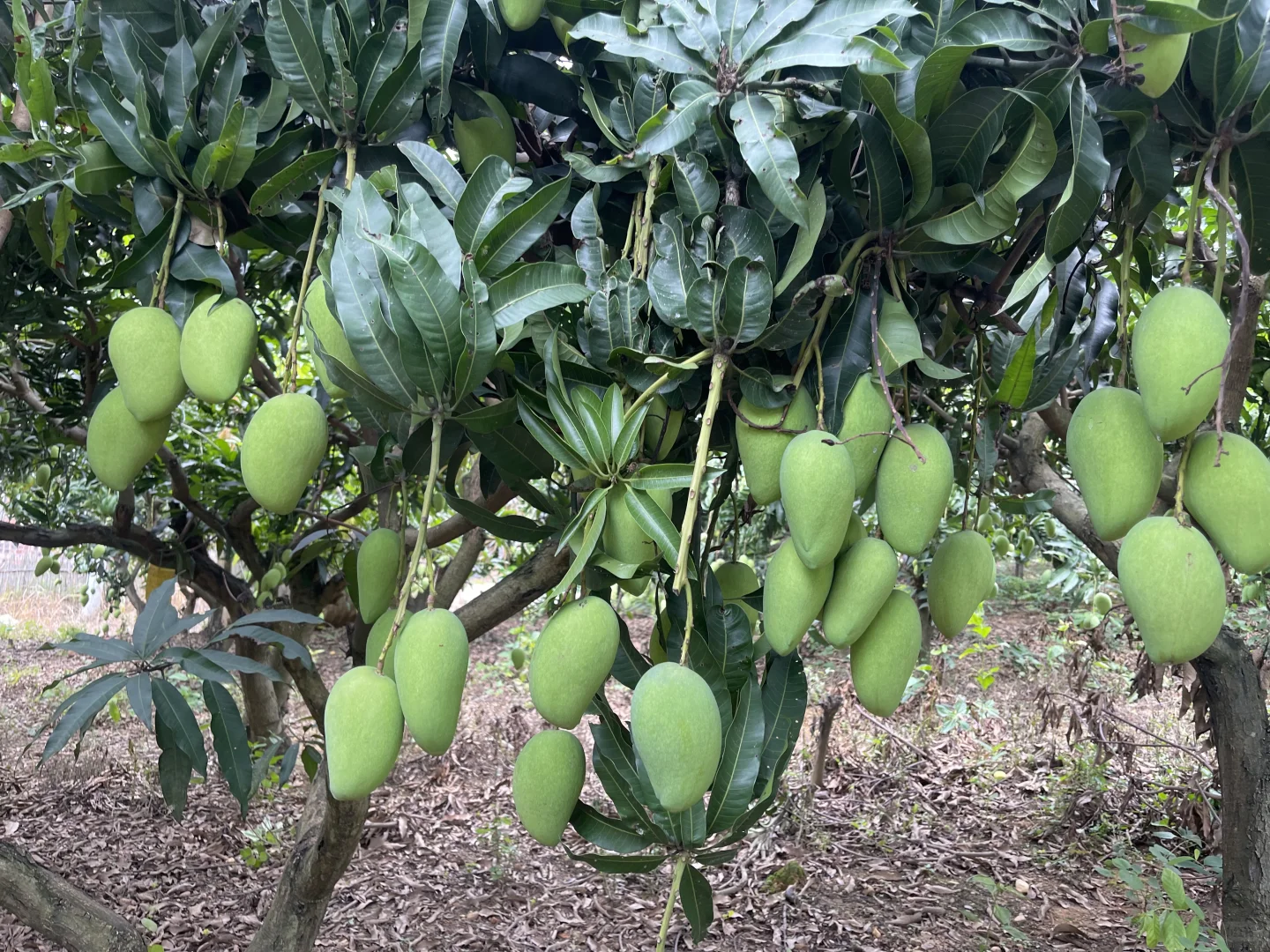 来吧，看芒果树！