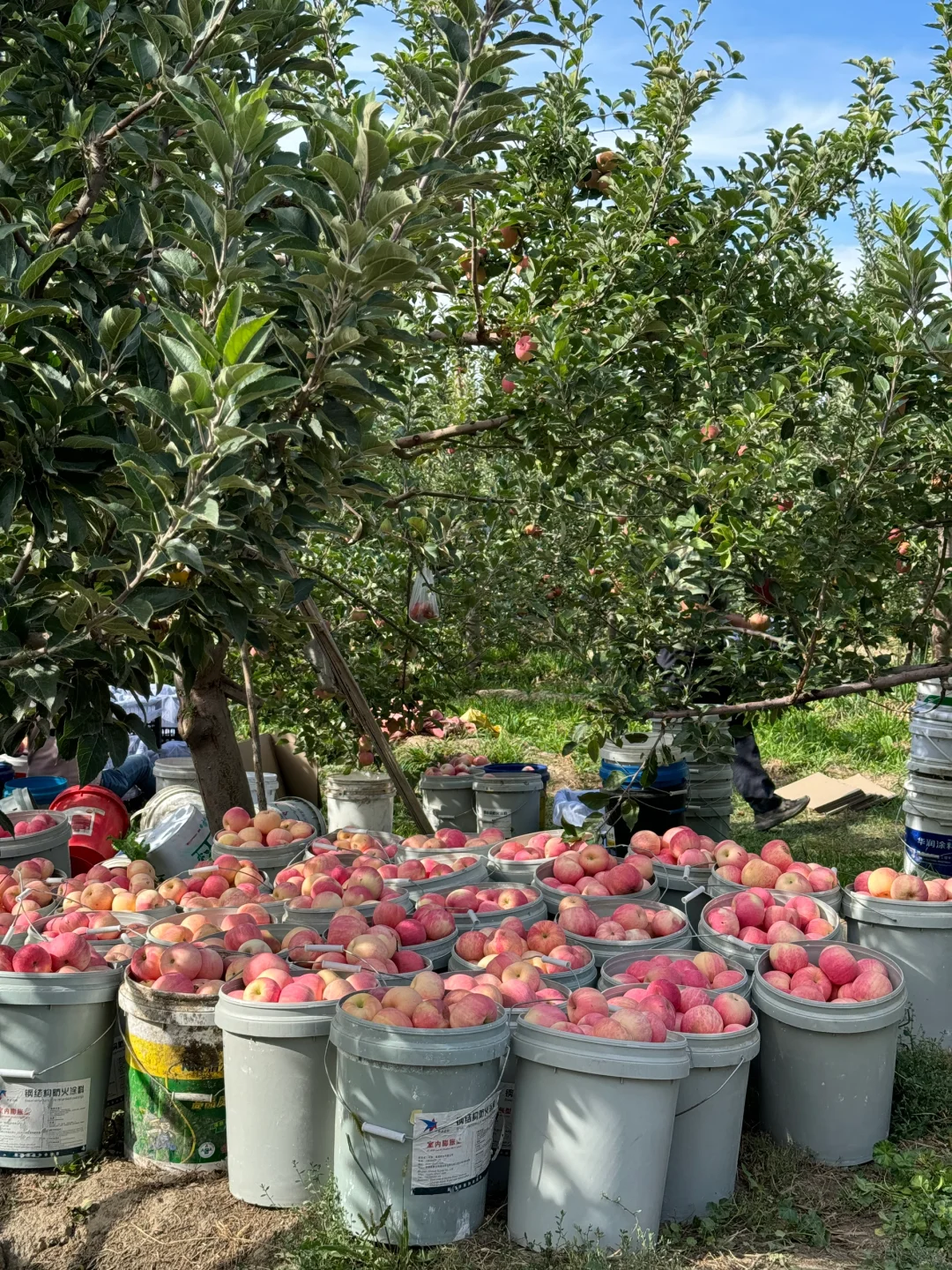 在伊犁的水果都是来报恩的
