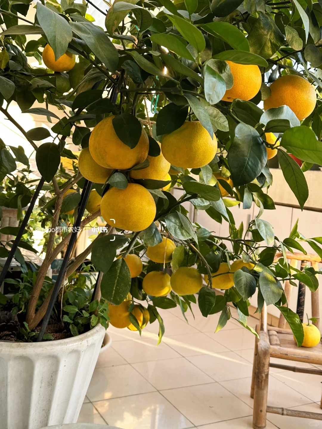 阳台种果树:新手友好型果树清单