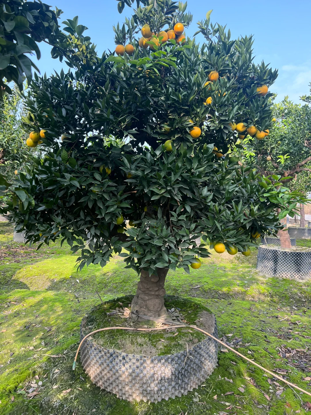 一家在成都只做精品果树的苗圃基地