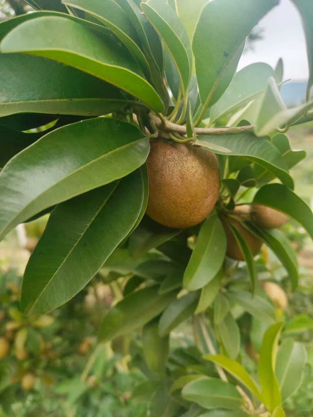 知道水果最多的童鞋送神秘奖品一份～