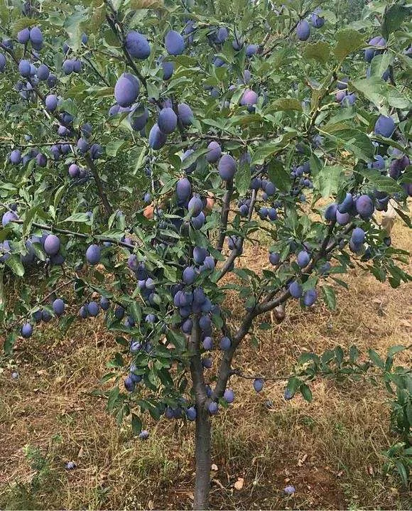 常用园林果树【下】