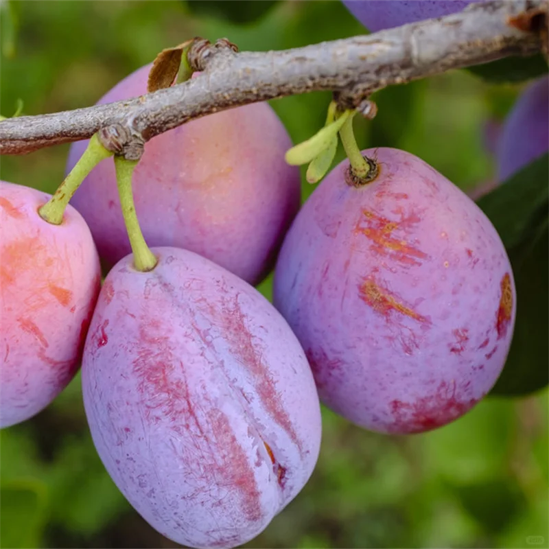 红肉西梅苗种植几年结果、高产西梅代表作