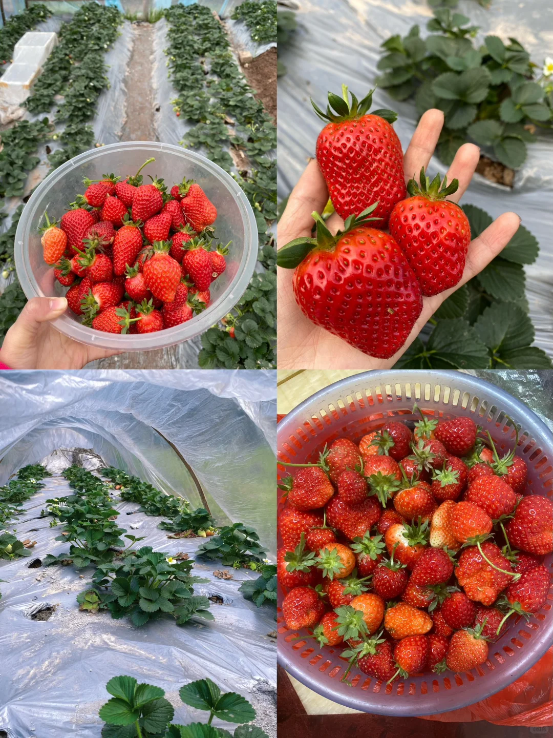 拥有一片小果园是什么体验？