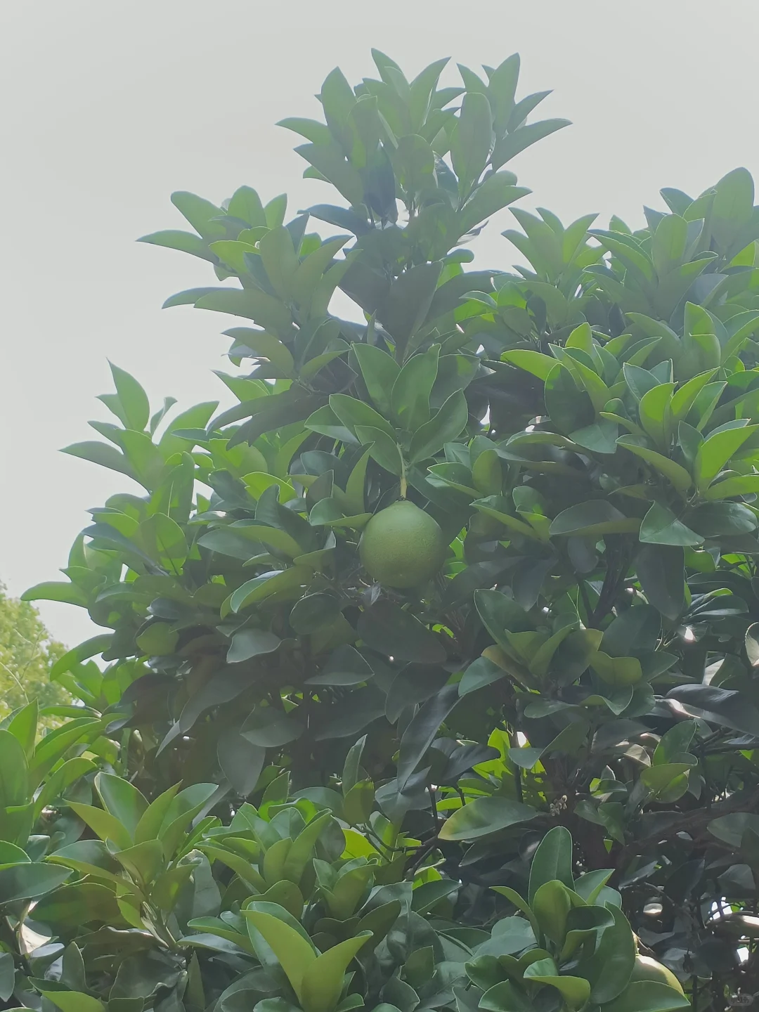 阳光下的果子熟透了