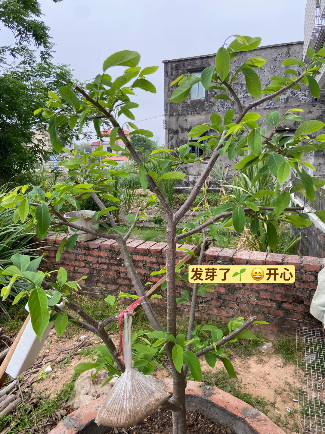 释迦果从幼苗到结果…