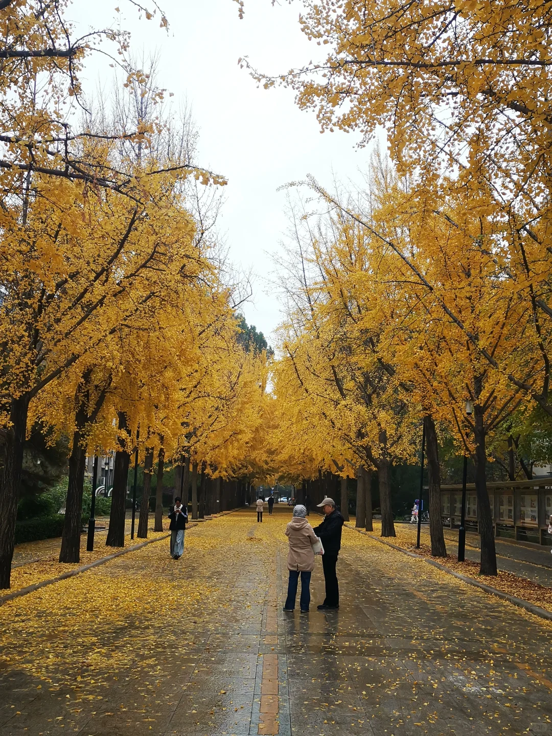 20251107「北京林业大学银杏大道」