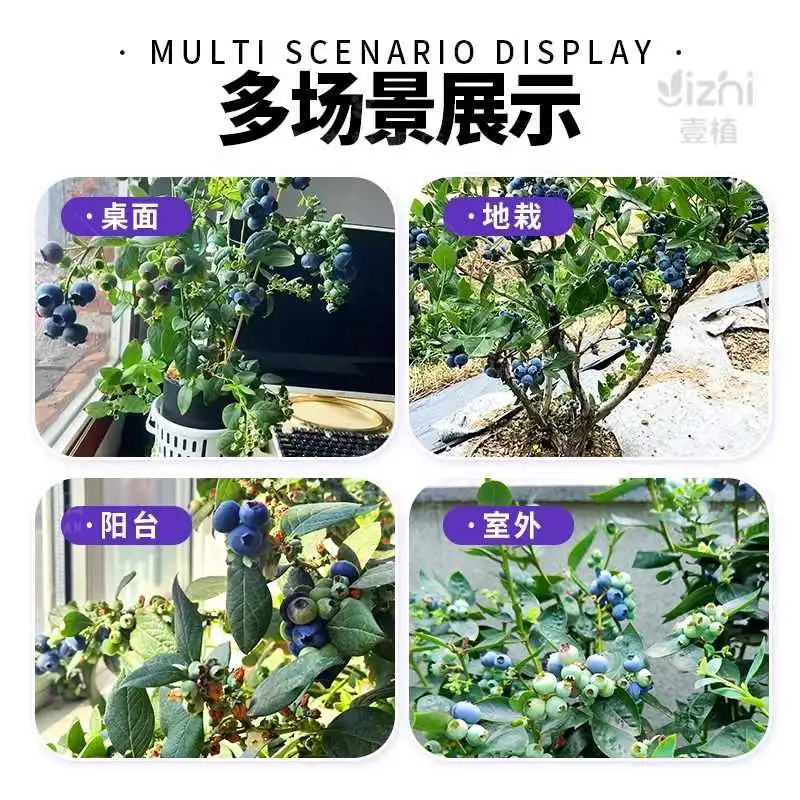 蓝莓自由?阳台果树结果爆盆