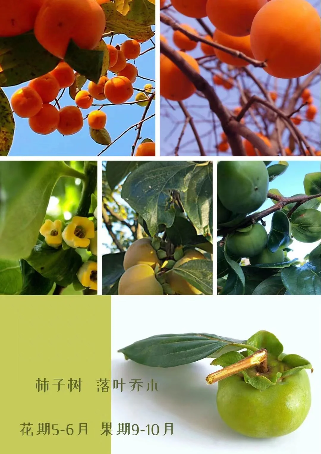 适合北方种植的果树水果