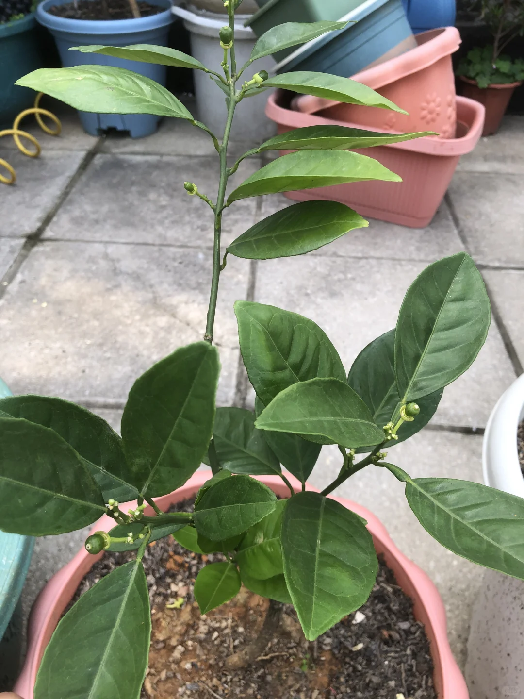 即将开花结果和准备收获的果树?