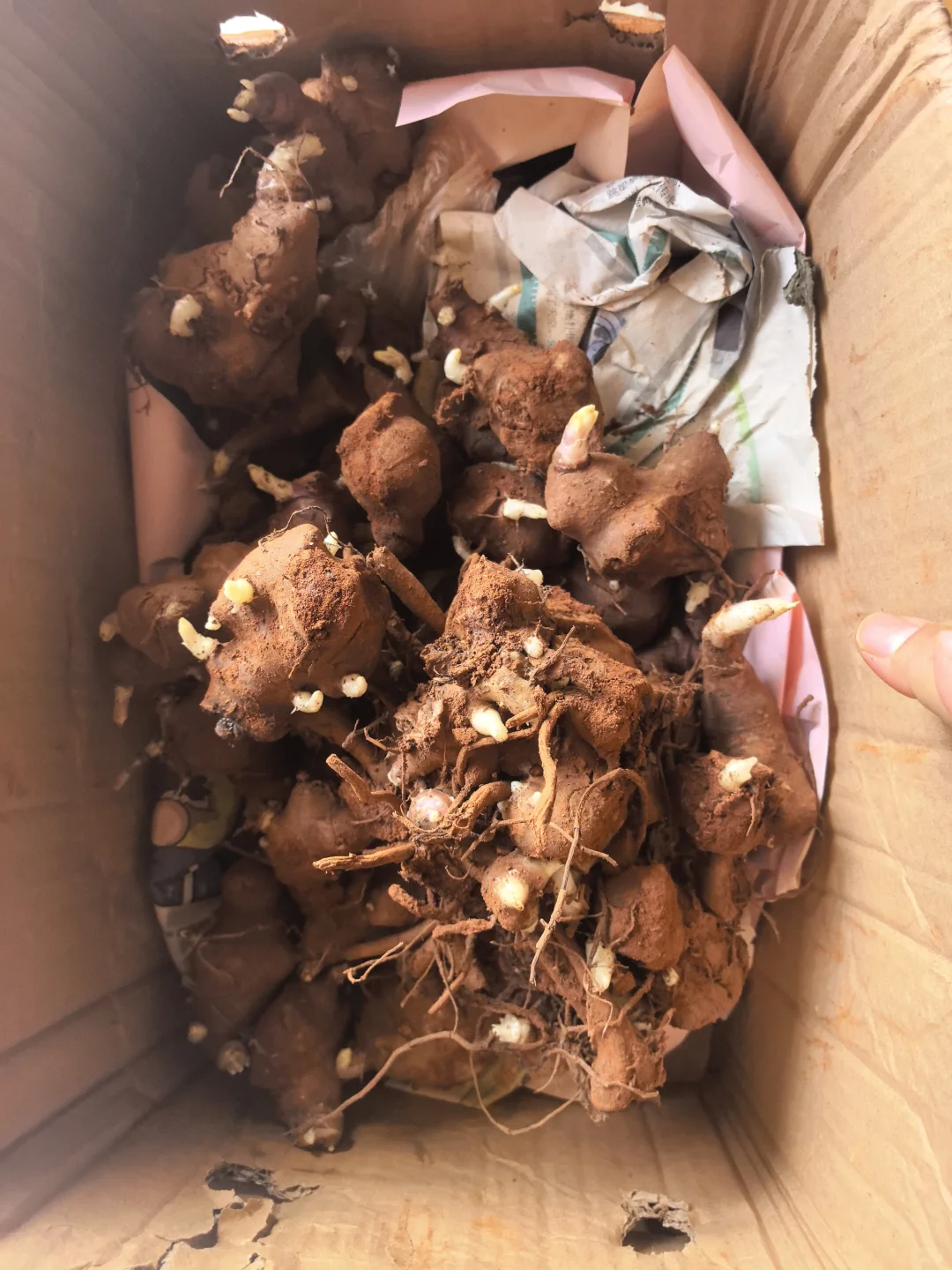 ?雪莲果,高产不挑地?