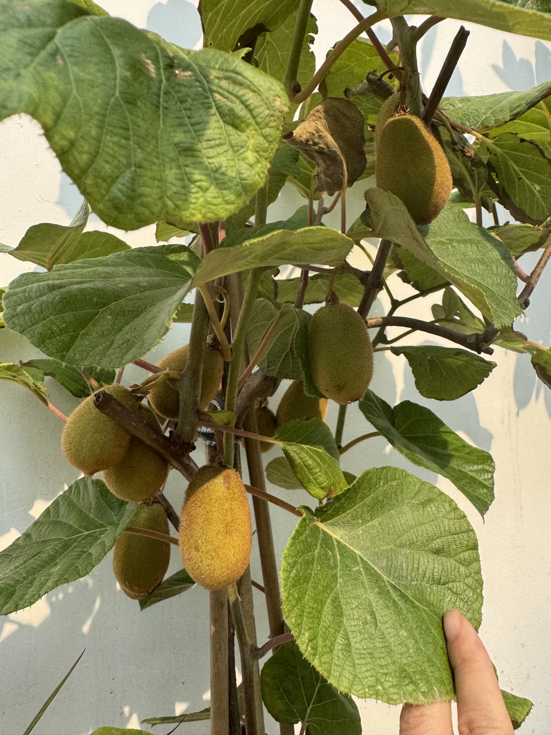 这不马上马的要实现水果自由了??