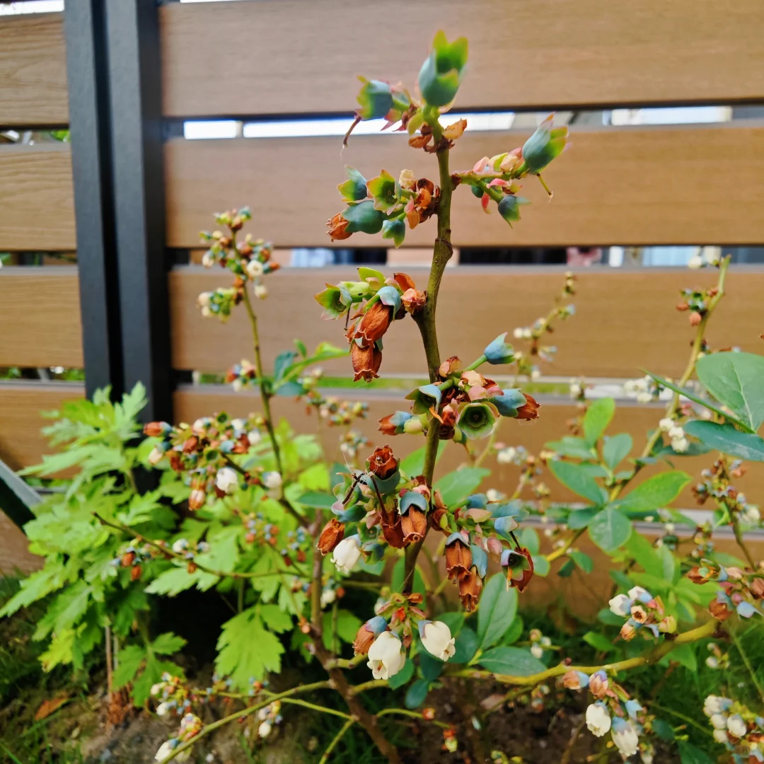 蓝莓??开始挂果了，未来可期（吃）啊