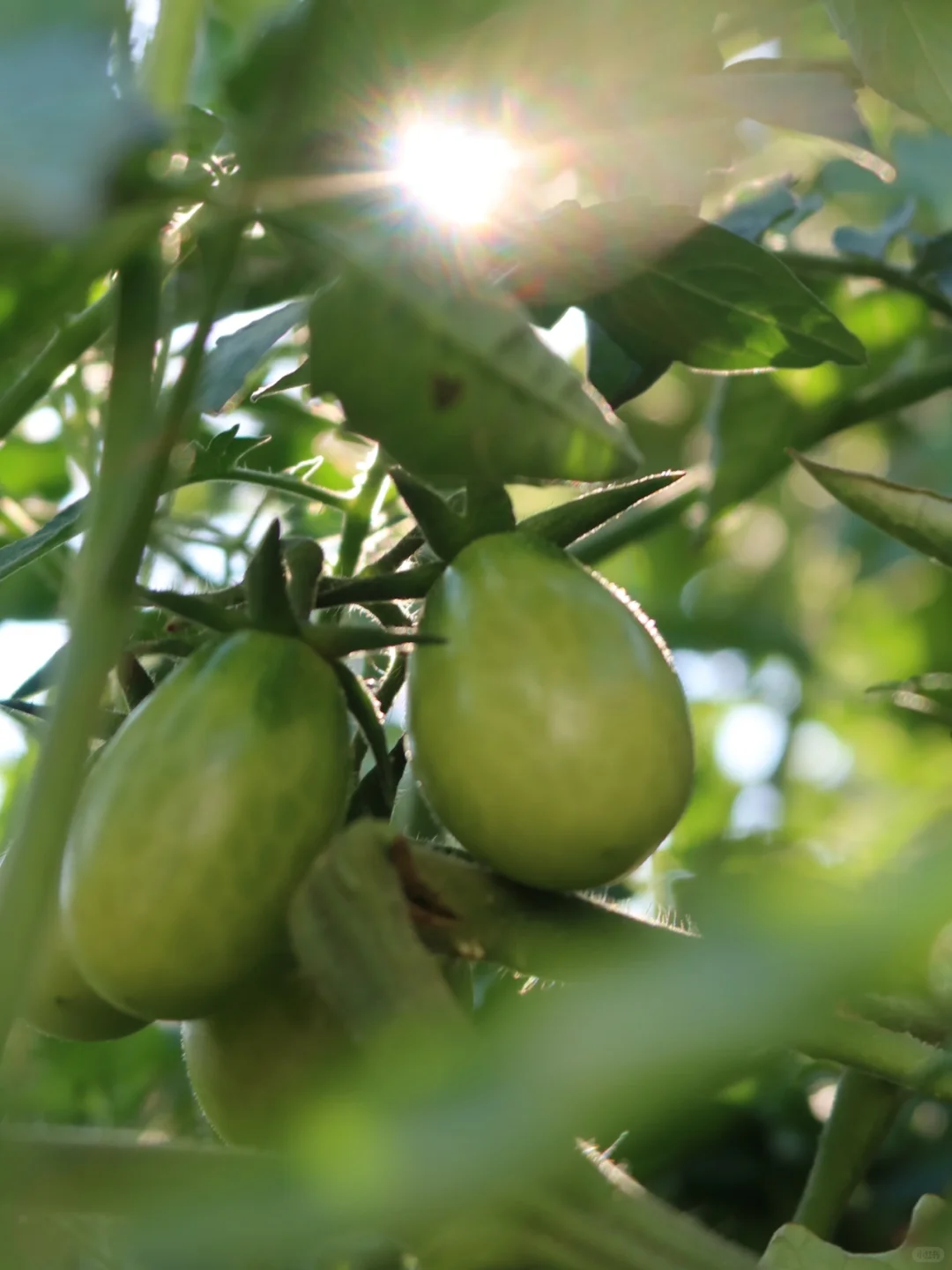 阳台党可以种什么水果???????