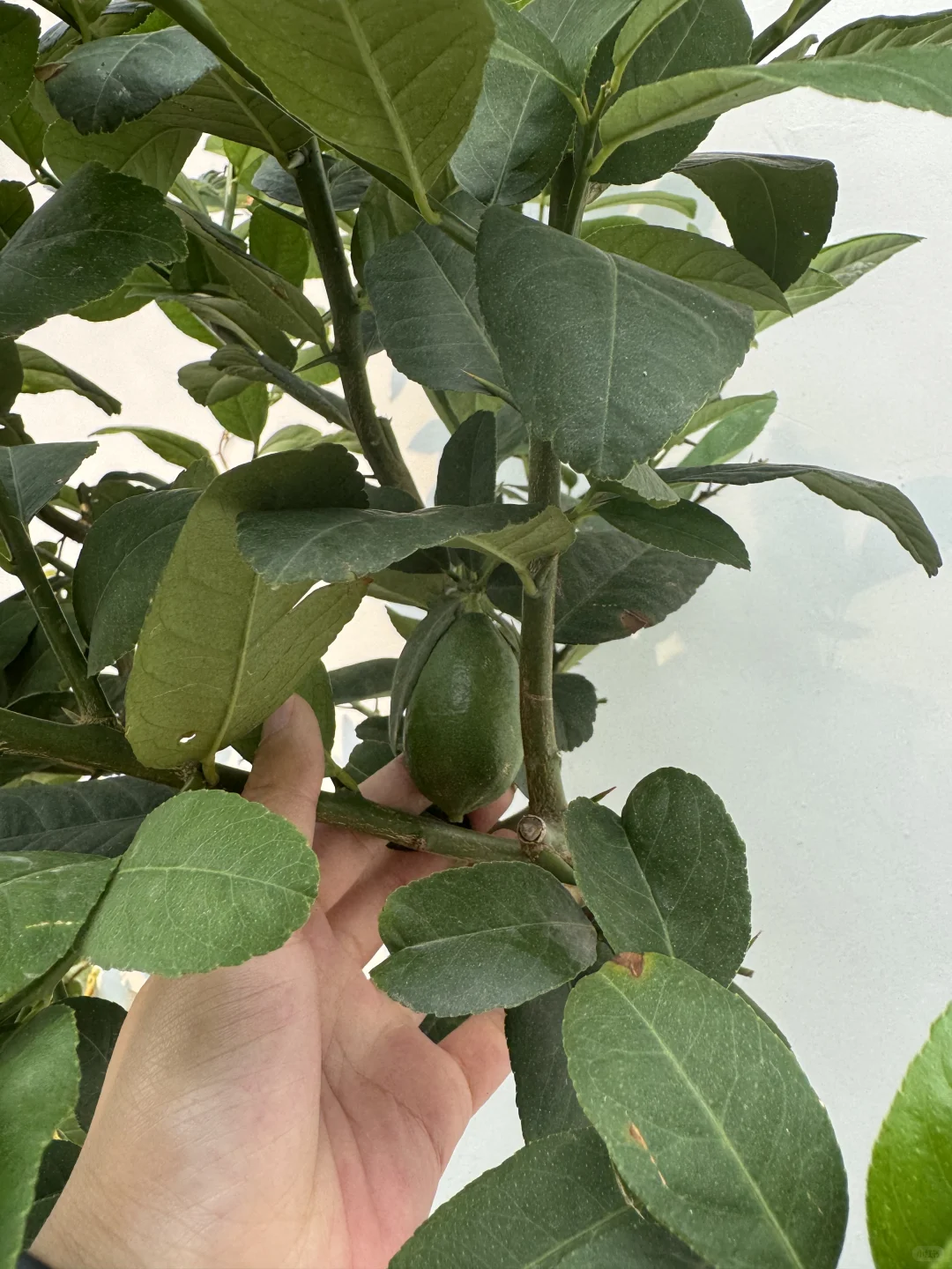 这不马上马的要实现水果自由了??