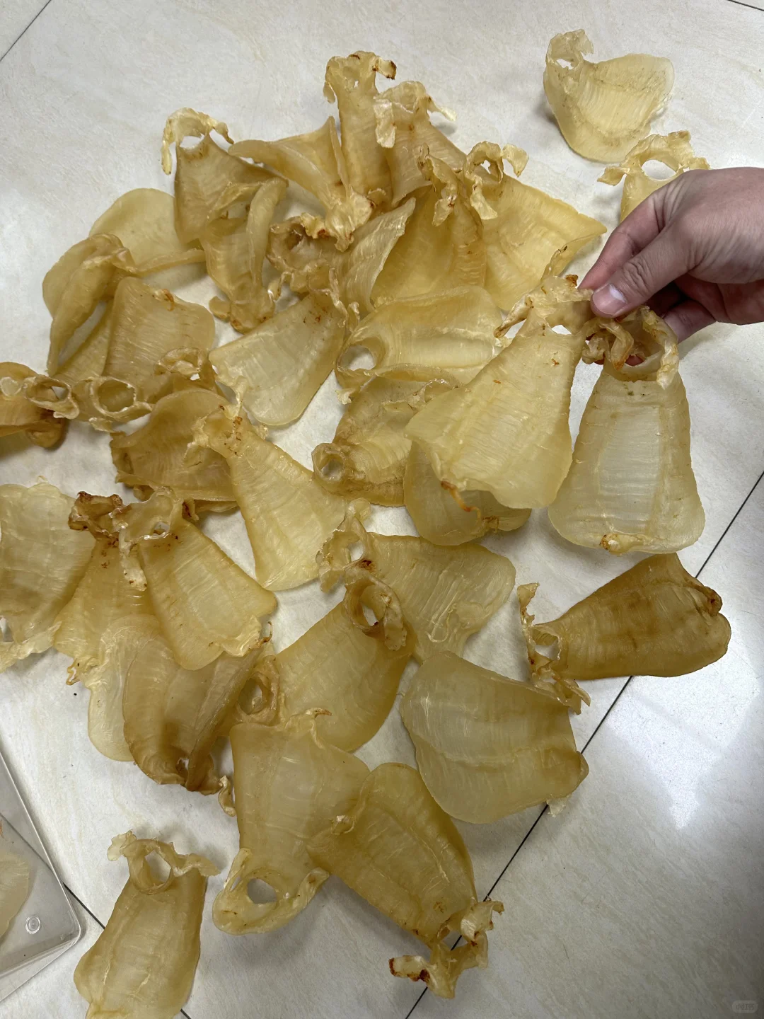 14头野生金兰赤嘴公，玻璃肉，雅！