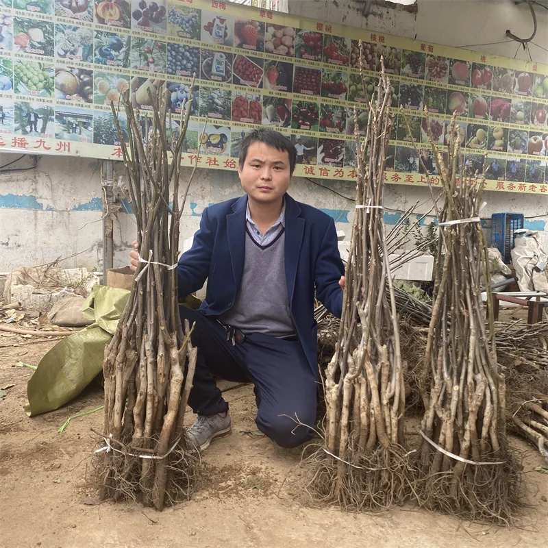 【美早樱桃苗】：独特口感，市场认可度高