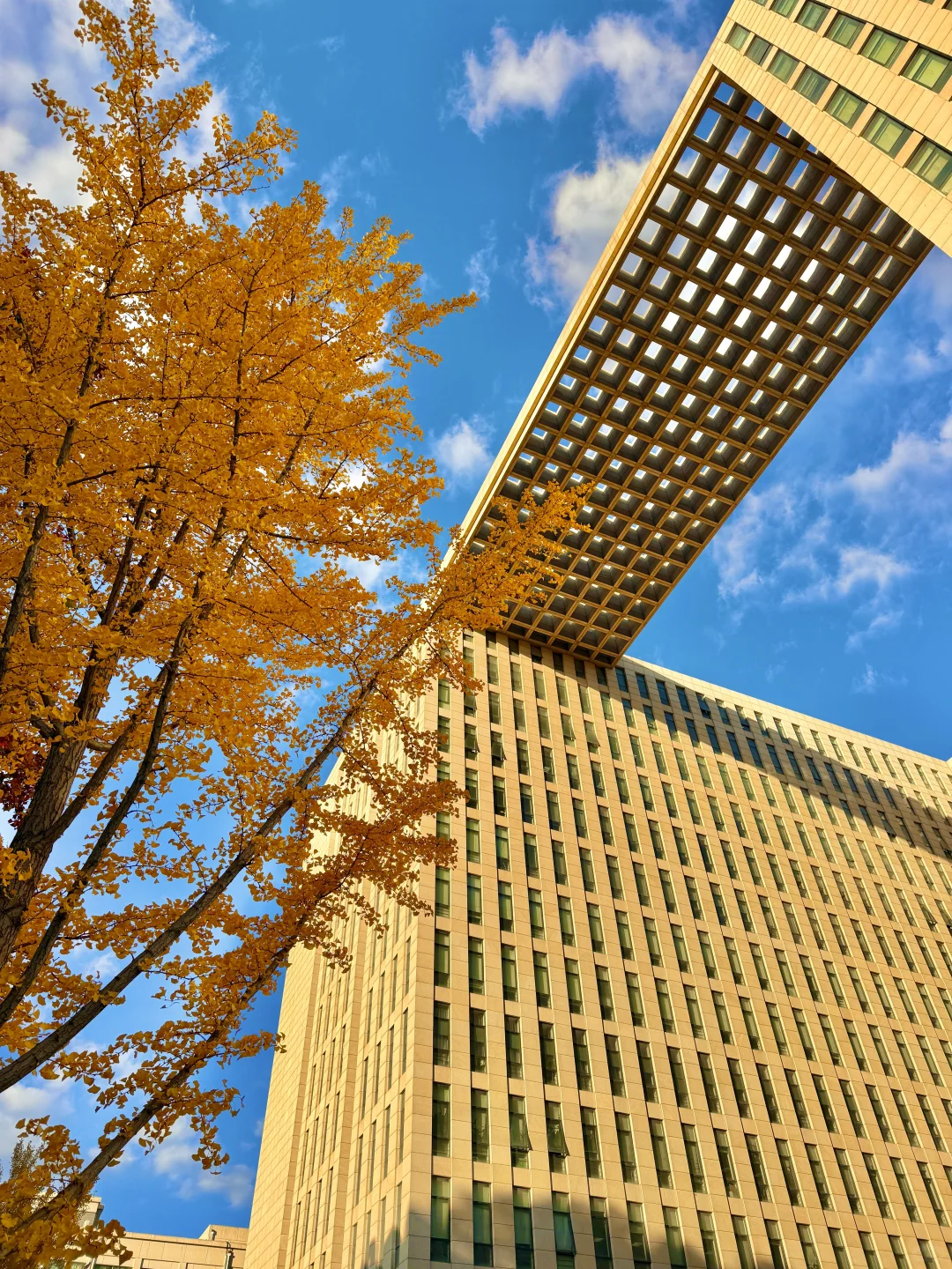 所有在北京的！请停止宅家立刻出门赏银杏?