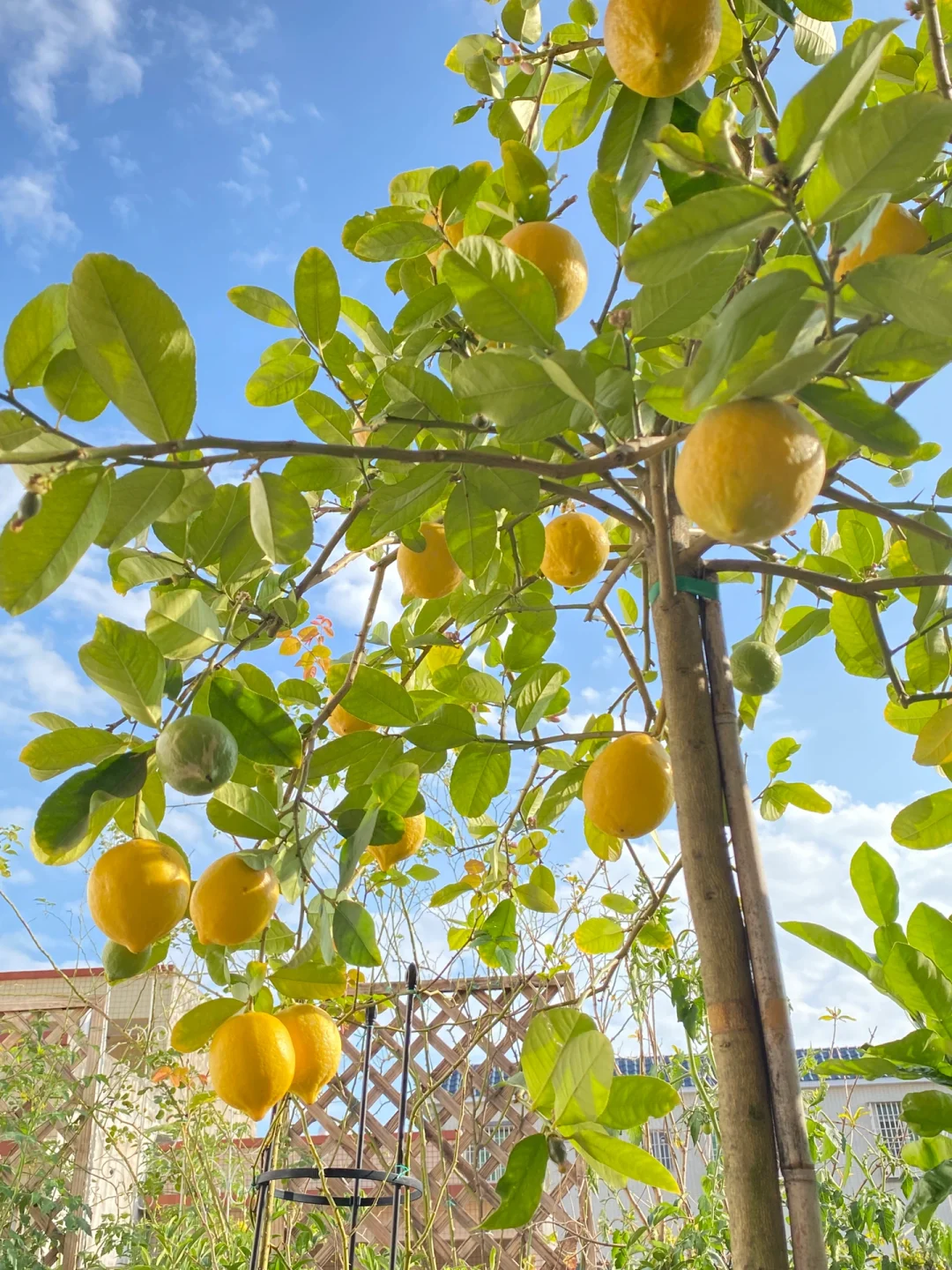 阳台党可以种什么水果???????