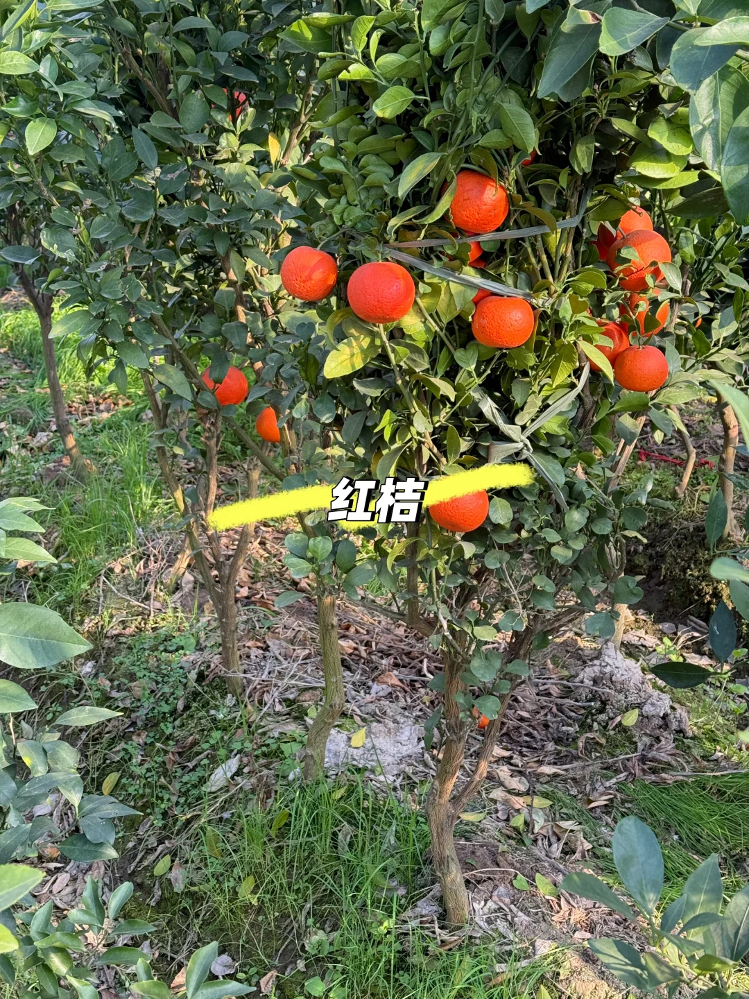 喜欢种果树的来 各类果树