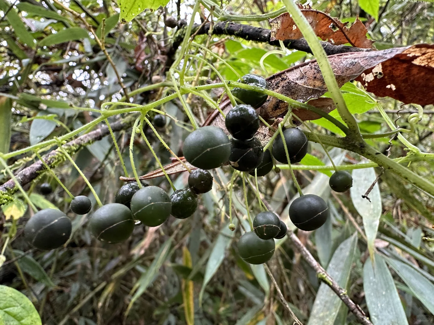 最具塑料感的果实，像不像你过年放的烟雾弹