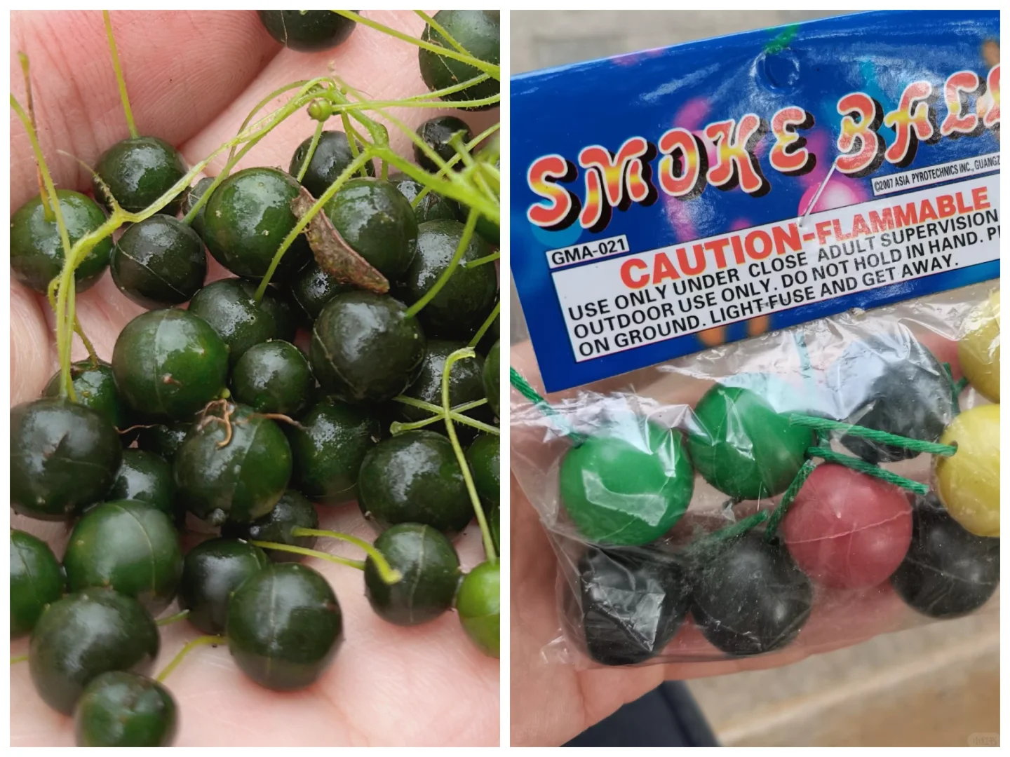 最具塑料感的果实，像不像你过年放的烟雾弹