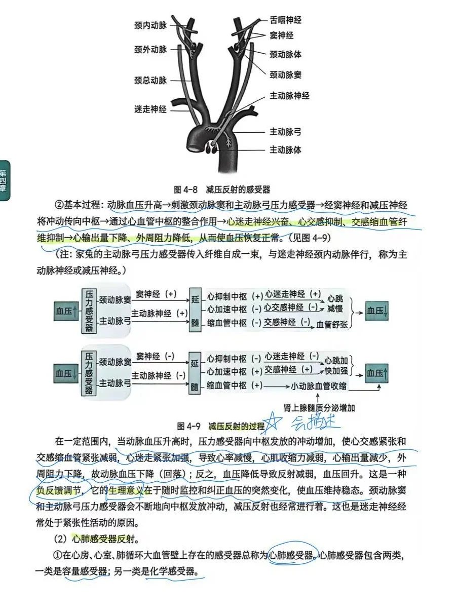 考研415生理带背day16