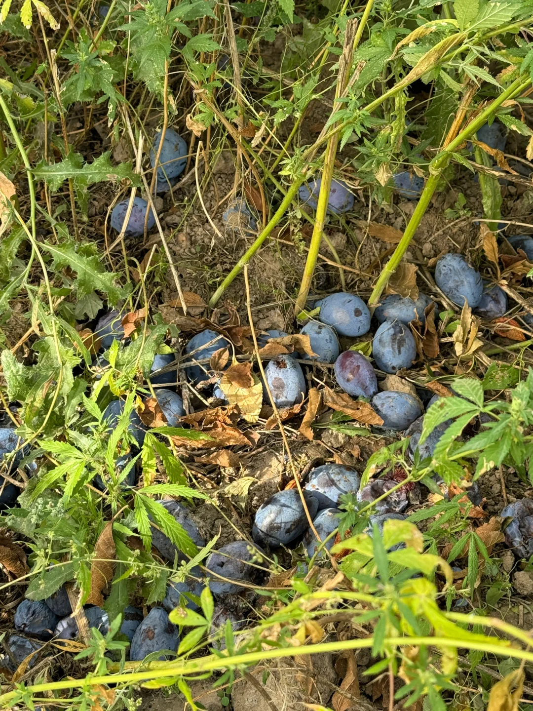 在伊犁的水果都是来报恩的