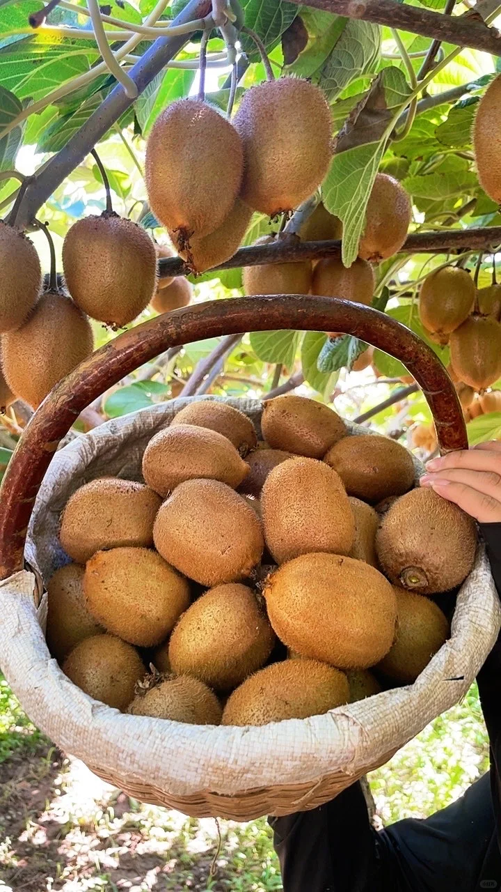 被猕猴桃治愈的季节到了！