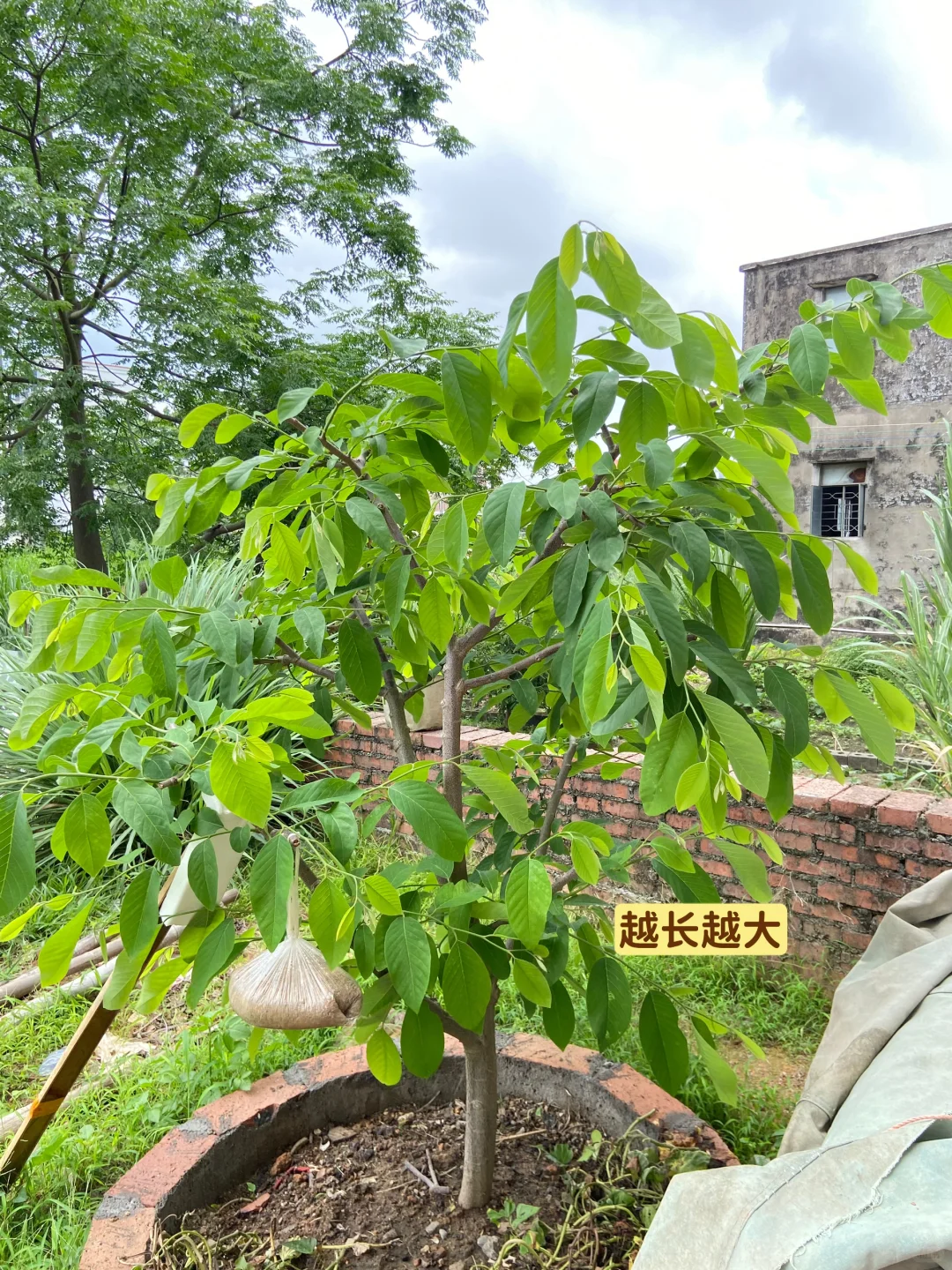 释迦果从幼苗到结果…