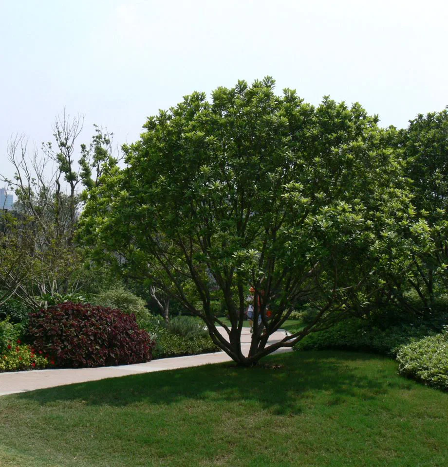 常用园林果树【下】