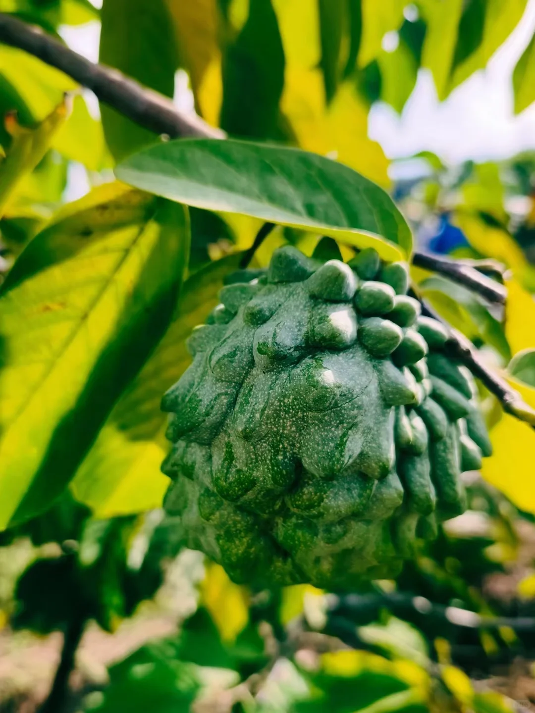 知道水果最多的童鞋送神秘奖品一份～