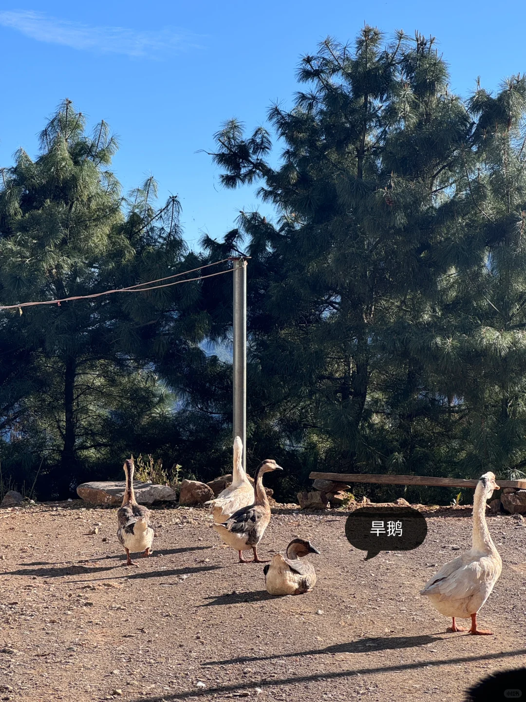 乡镇林业站工作日常｜巡山 赶集 闲适的一天