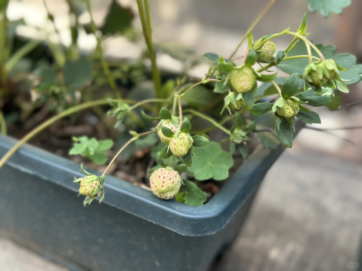 阳台果园都挂果啦