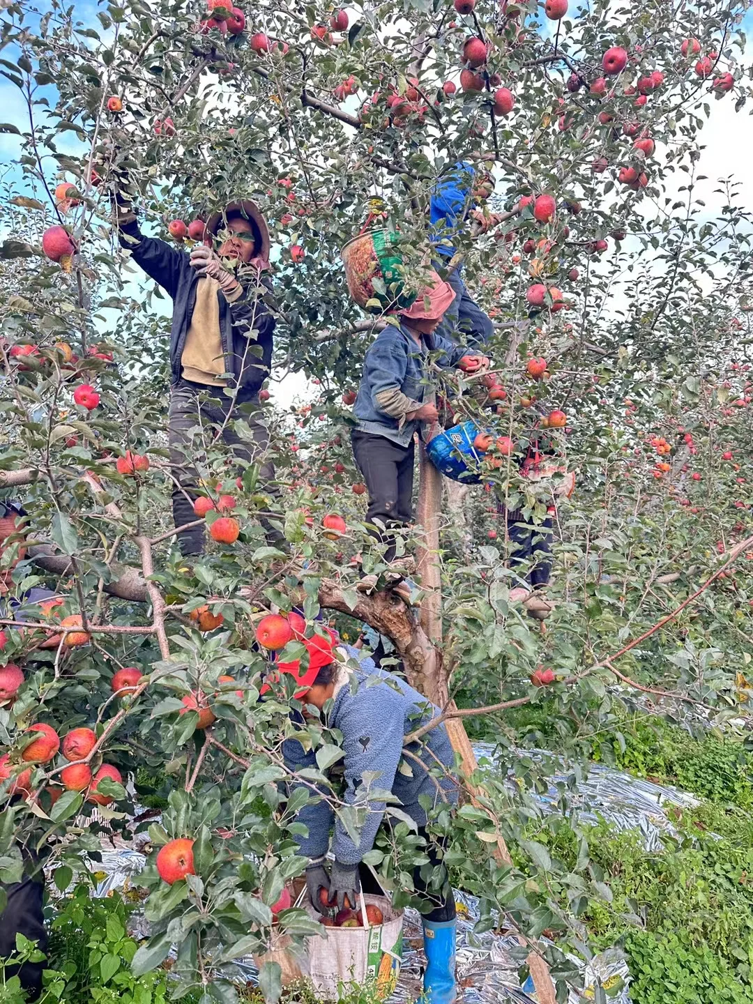 大凉山的冬天的苹果园也太漂亮了吧