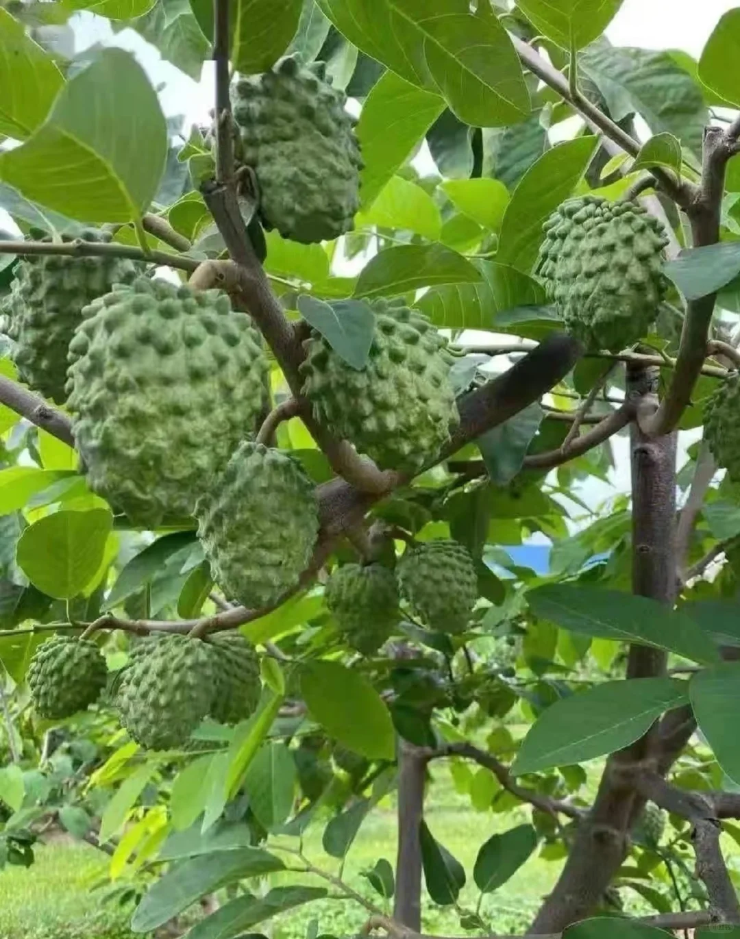 常用园林果树【下】