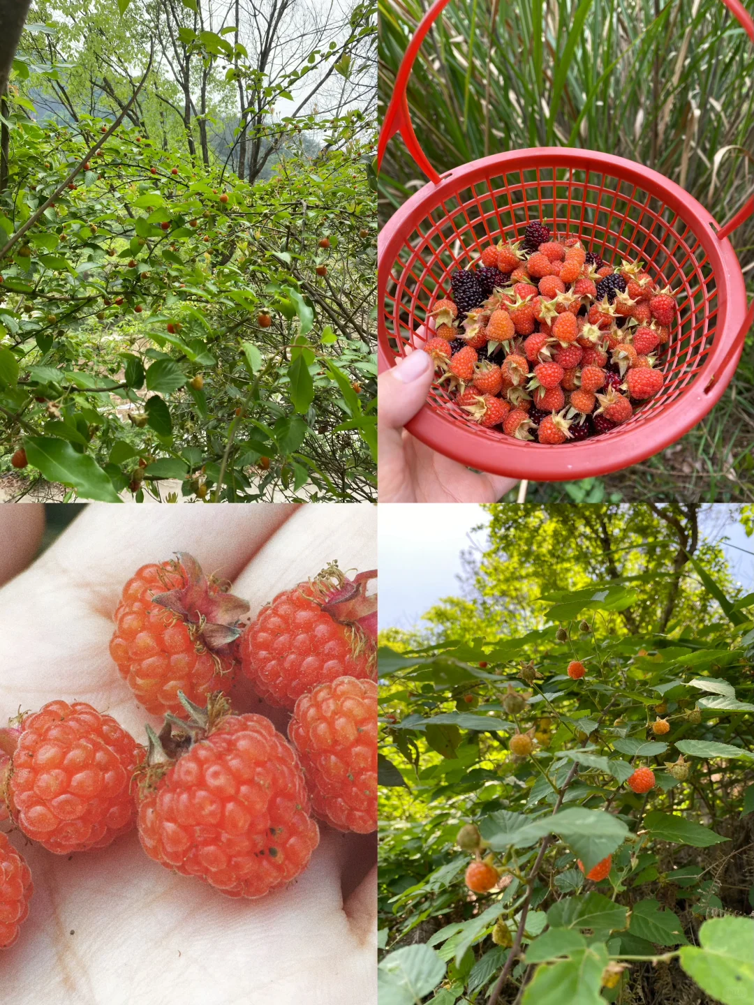 拥有一片小果园是什么体验？