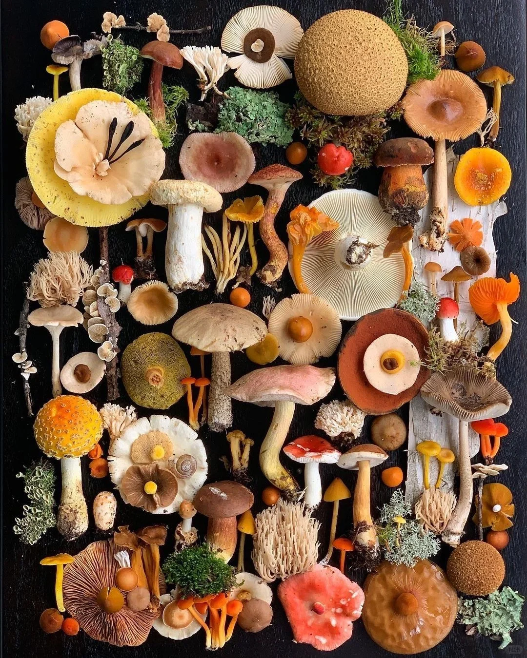 画画素材|这真的太治愈了！彩虹水果蔬菜?