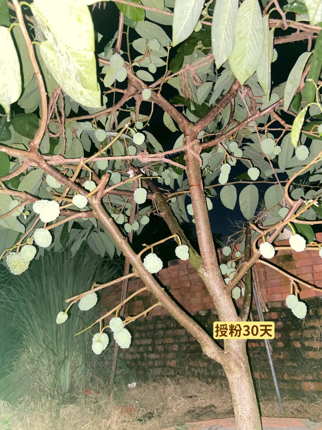 释迦果从幼苗到结果…