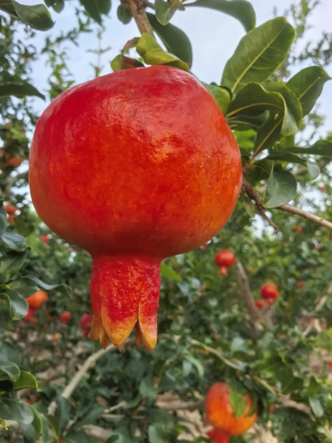 秋天的石榴园，红果累累！