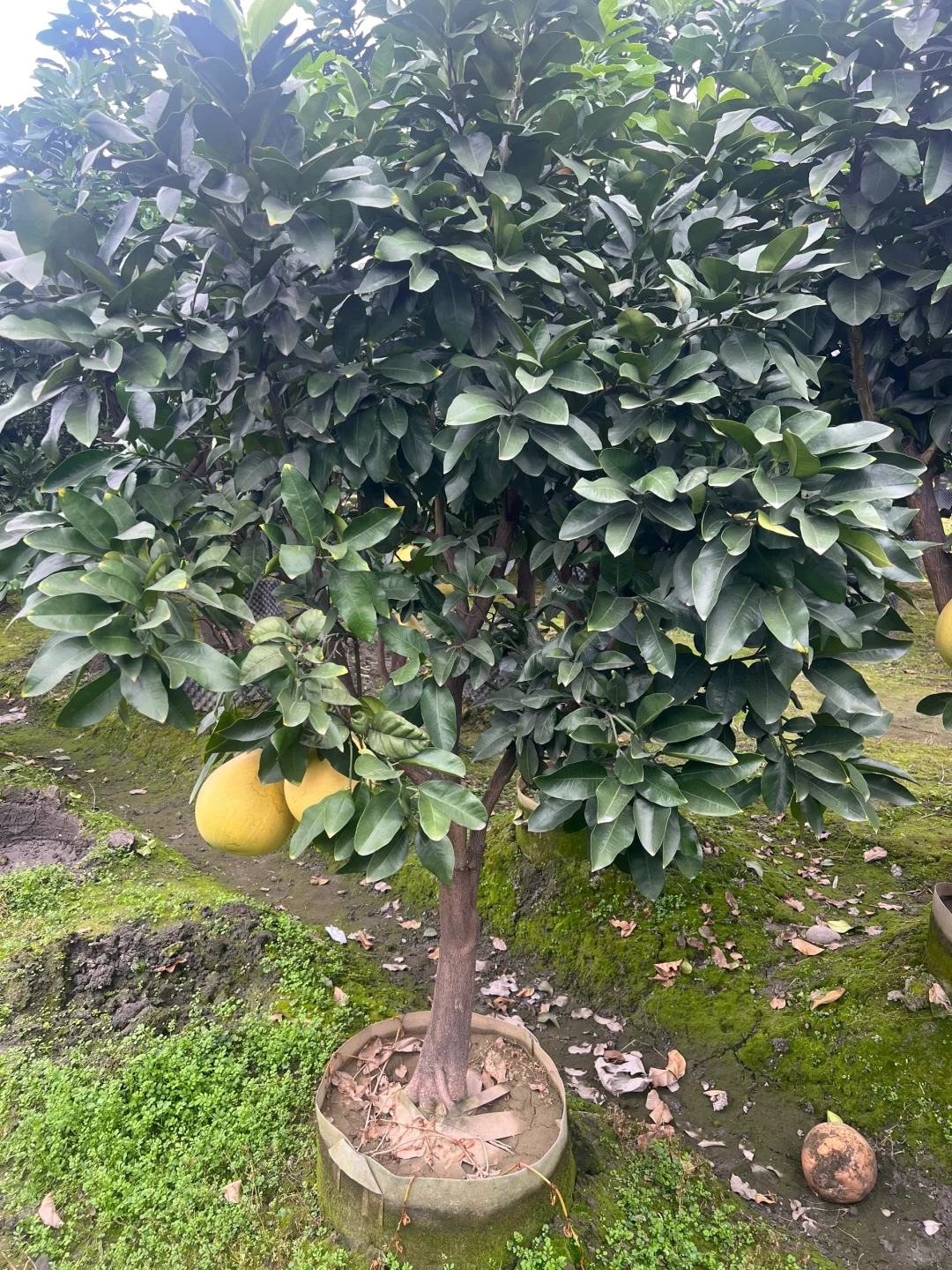 一家在成都只做精品果树的苗圃基地