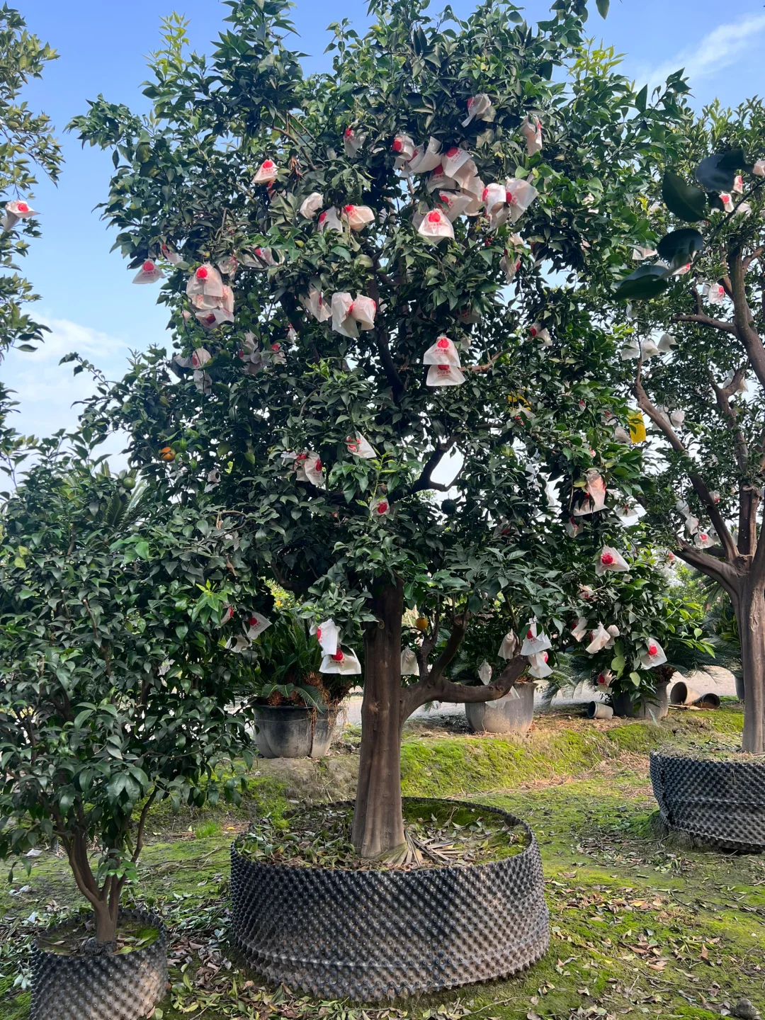 一家在成都只做精品果树的苗圃基地