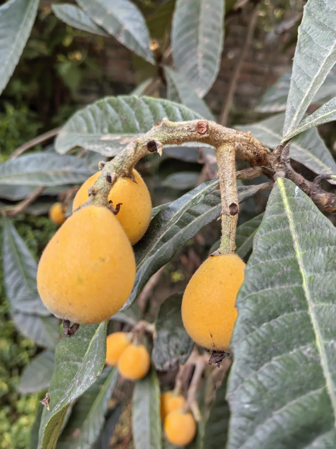 水果自由！！！