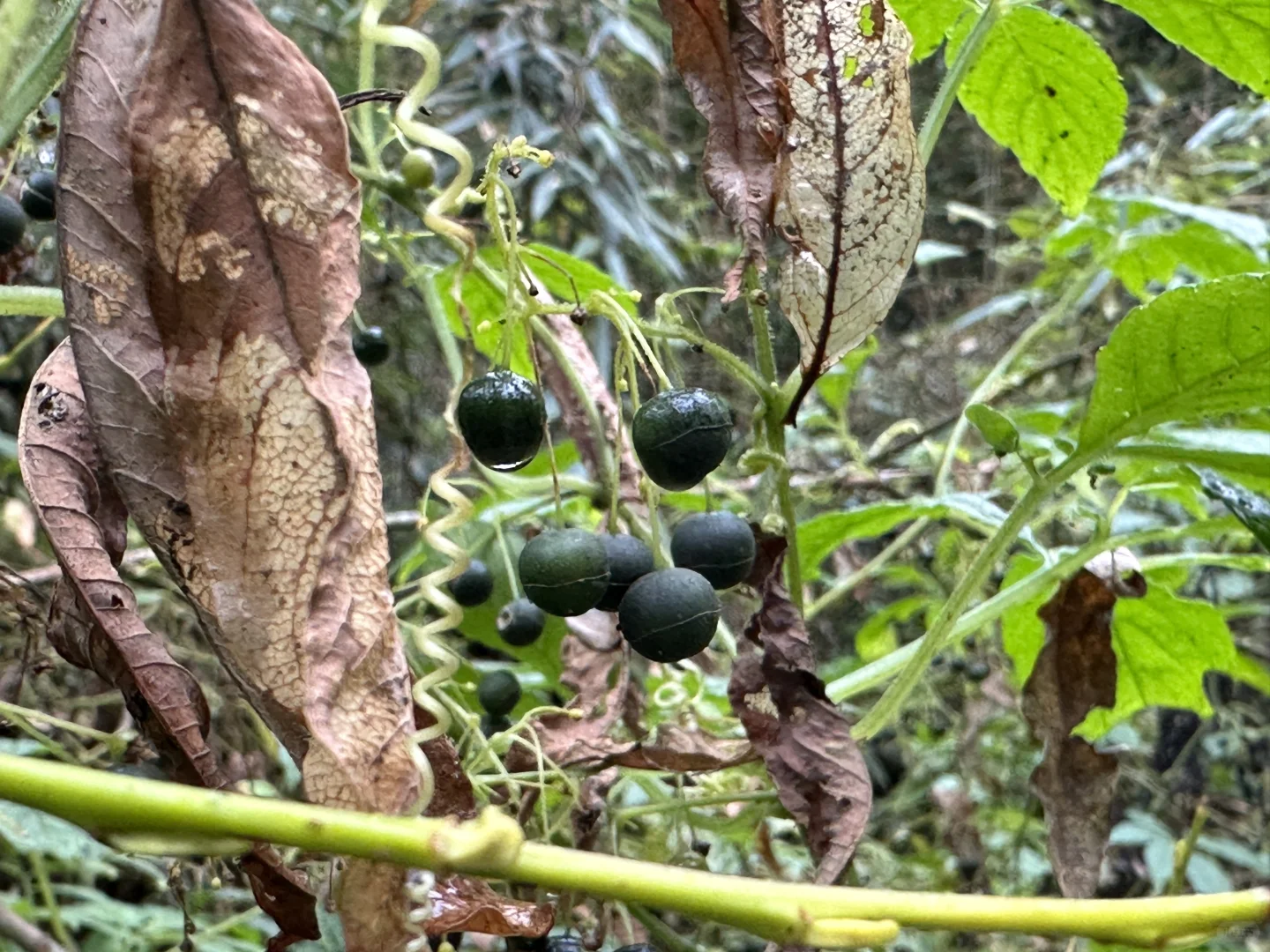 最具塑料感的果实，像不像你过年放的烟雾弹