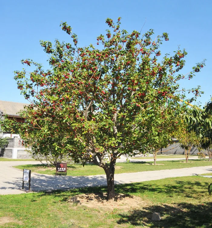 常用园林果树【下】