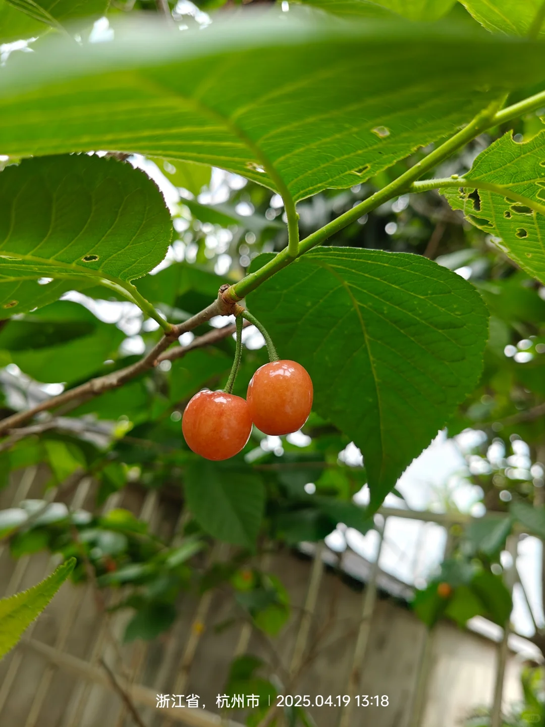 关于我家院子里的果树→_→