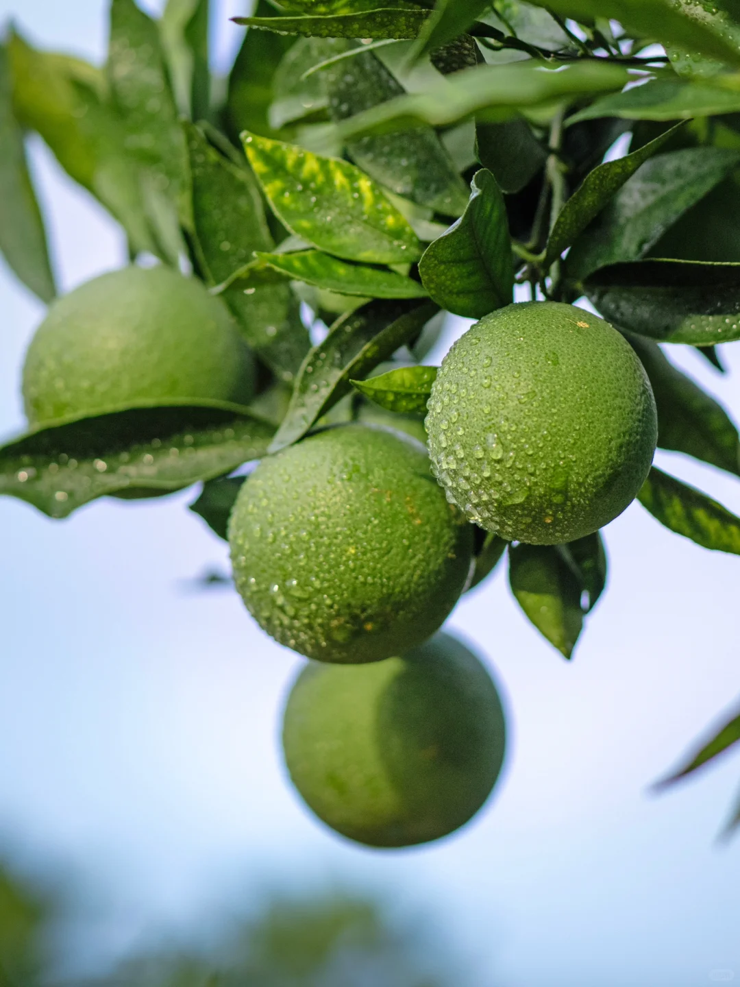 「人生如橙」褚时健的四味人生