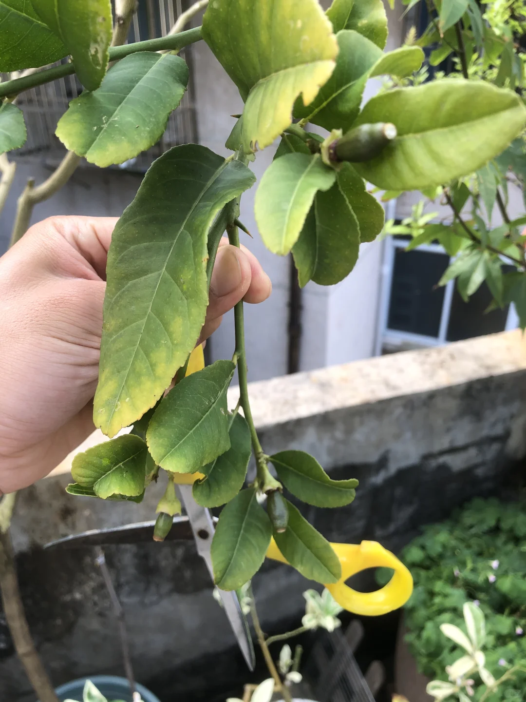 即将开花结果和准备收获的果树?