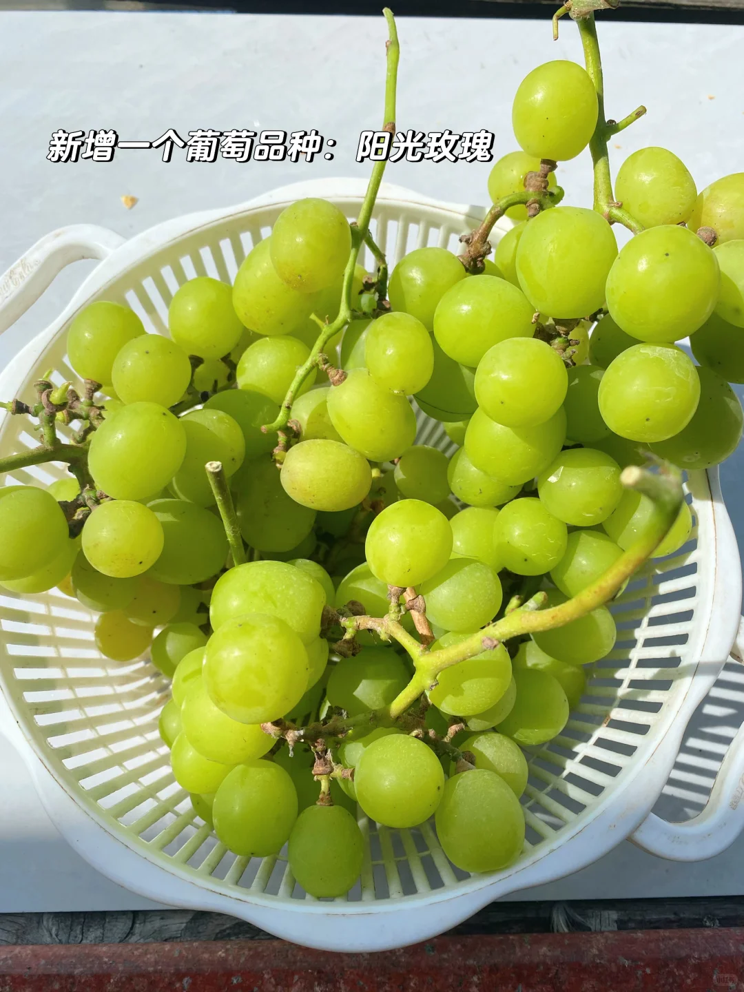 拥有一片小果园是什么体验？