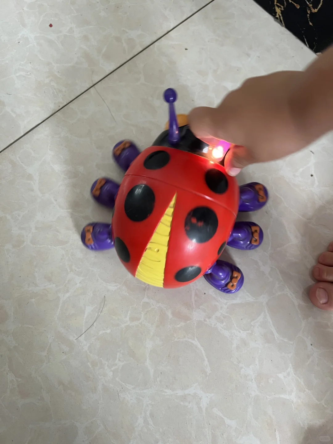 这只甲壳虫已经有26年了?